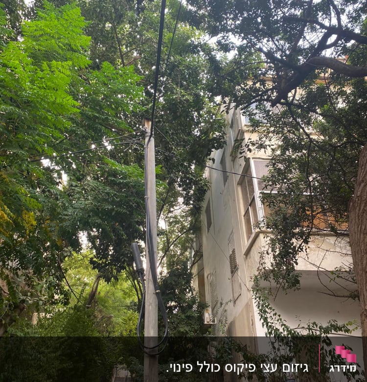 אדם עם קסדה אדומה הולך ליד עצים גבוהים